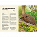 Книга Лесные животные в натуральную величину Махаон | Фото 4